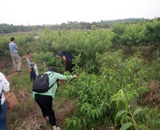 臨近端午，總經(jīng)理劉月琴組織人員農(nóng)莊采摘。